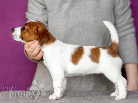 Jack-Russell-Terrier puppy
