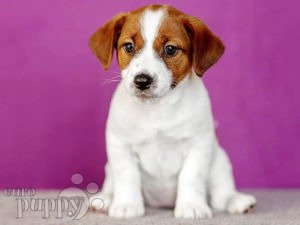 Jack Russell Terrier puppy