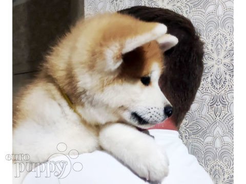Akita Inu puppy for sale