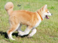 Akita Inu puppy for sale
