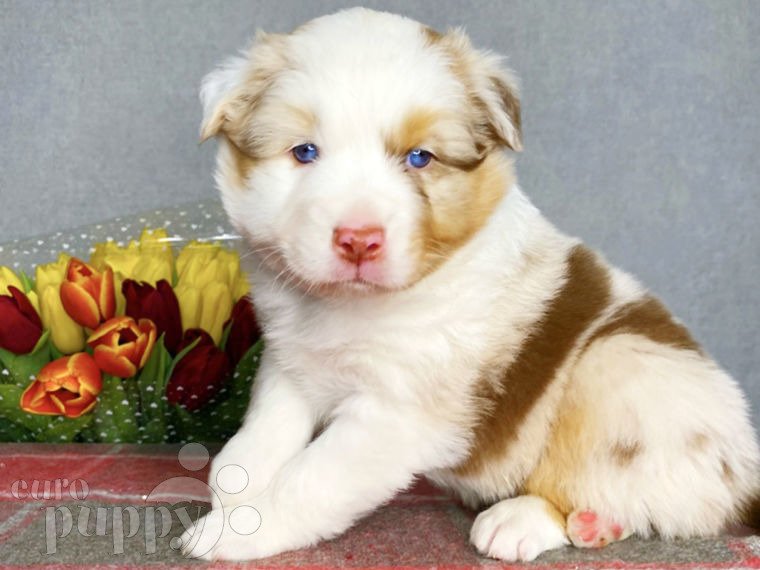 Pastor Australiano puppy