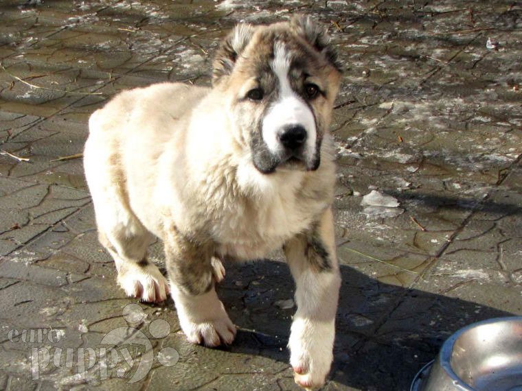 Zentralasiatischer Owtscharka puppy