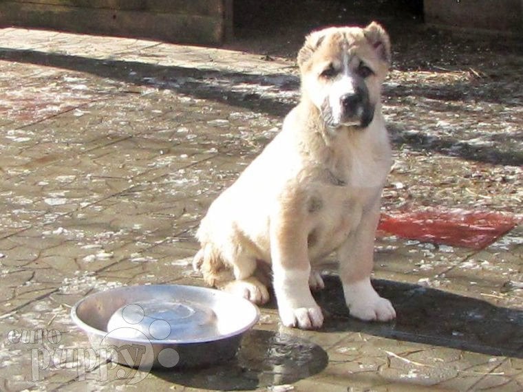 Zentralasiatischer Owtscharka puppy