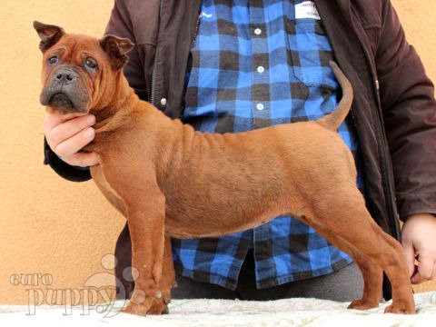 Chongqing dog puppy