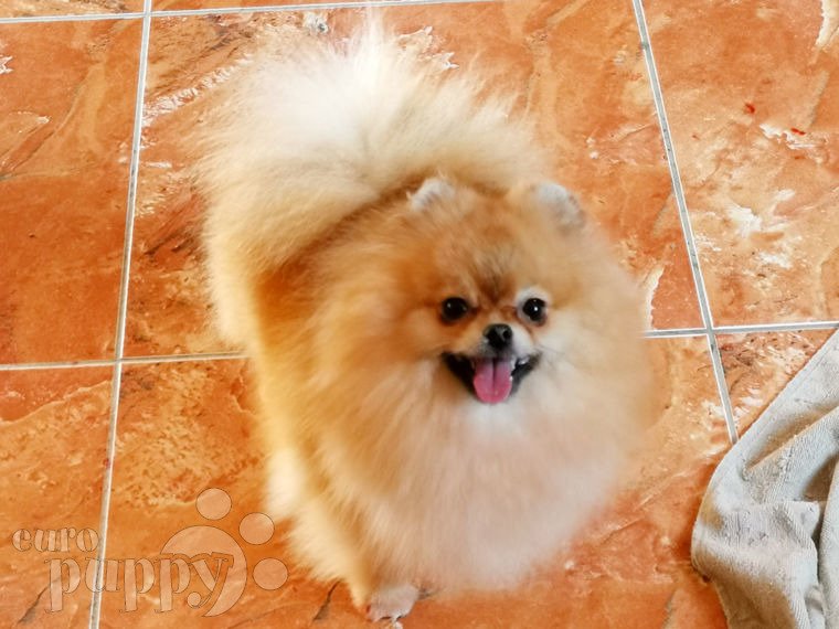 Pomeranian puppy