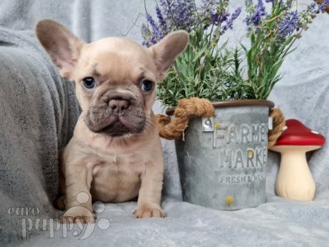 French Bulldog puppy