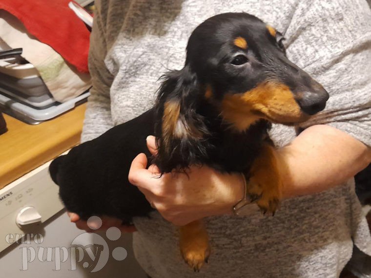 Dachshund puppy