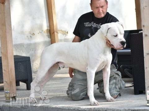 Dogo Argentino puppy