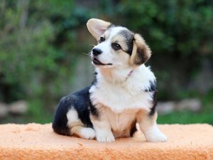 Welsh Corgi puppy