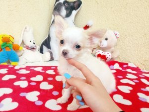 Chihuahua puppy