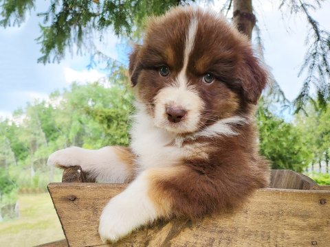 Australian Shepherd puppy