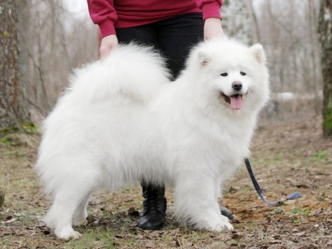 Samoyed puppy