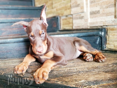Doberman Pinscher puppy