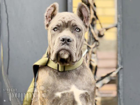 Cane Corso Italiano puppy