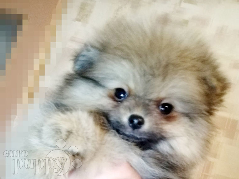 Pomeranian puppy