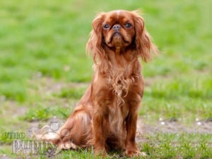 English Toy Spaniel puppy for sale