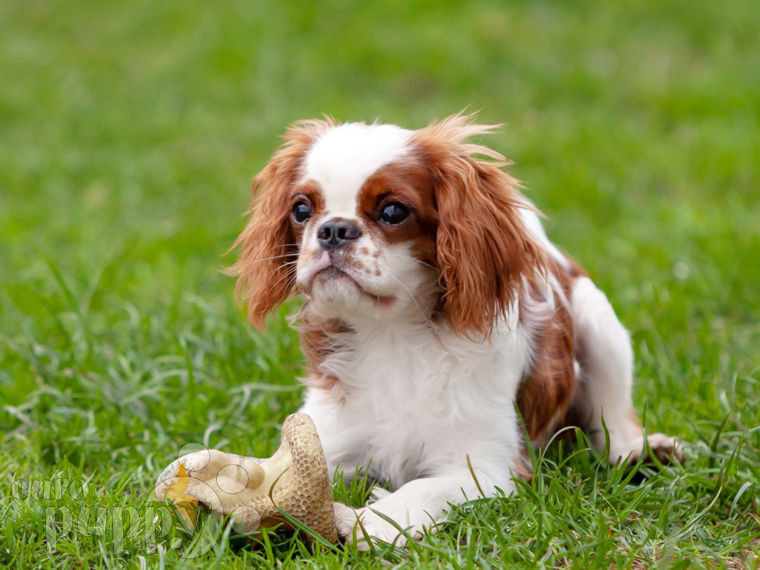 English Toy Spaniel puppy