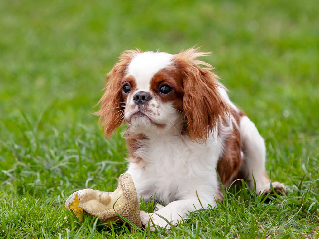 are english toy spaniels healthy