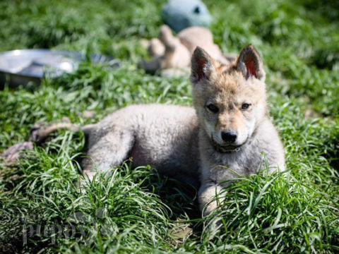 Czechoslovakian Wolfdog puppy