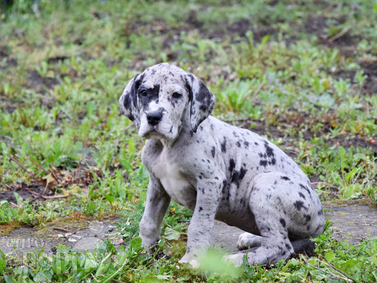 Great Dane puppy