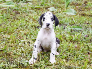 Great Dane puppy