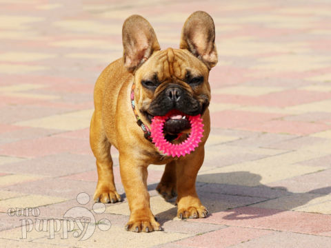 Französische Bulldogge puppy