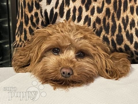 Poppy - Cavapoo, Euro Puppy review from France