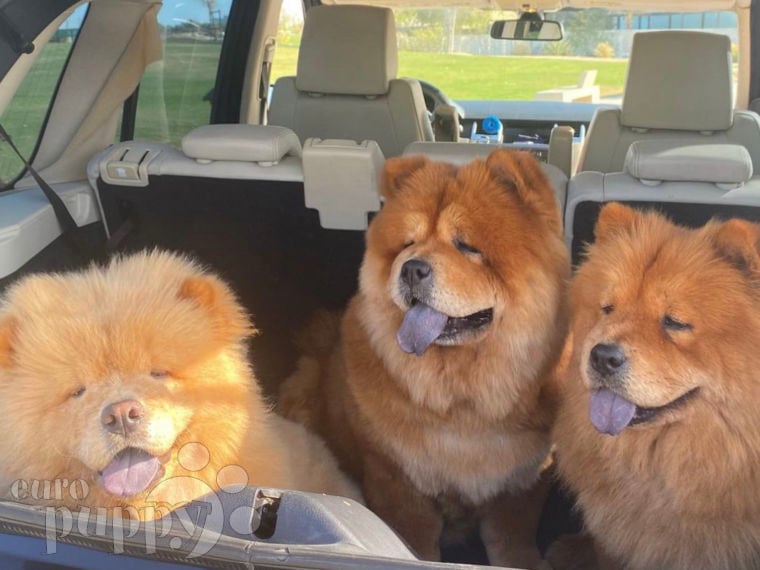 Amarilla - Chow Chow, Euro Puppy review from Bahrain