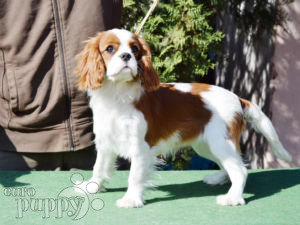 Cavalier King Charles puppy