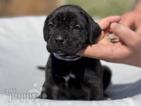 Italian Mastiff puppy