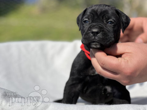 Cane Corso Italiano puppy