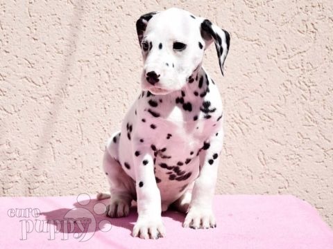 Dalmatiner puppy
