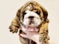 Englische Bulldogge puppy