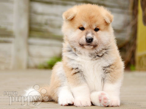 Akita Inu puppy