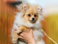 Pomeranian puppy for sale