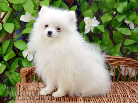 Pomerano puppy