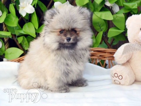 Pomeranian puppy