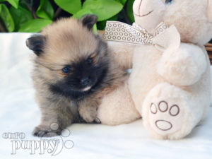 Pomeranian puppy
