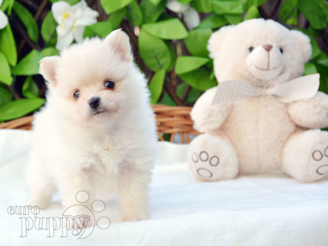 Deutscher Zwergspitz puppy