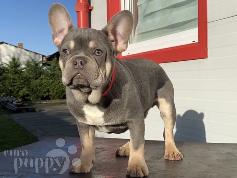 French Bulldog puppy