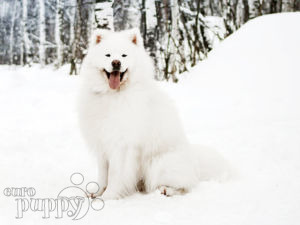 Samojede puppy