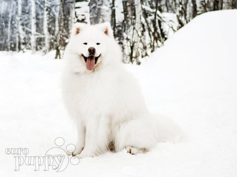 Samoyed puppy