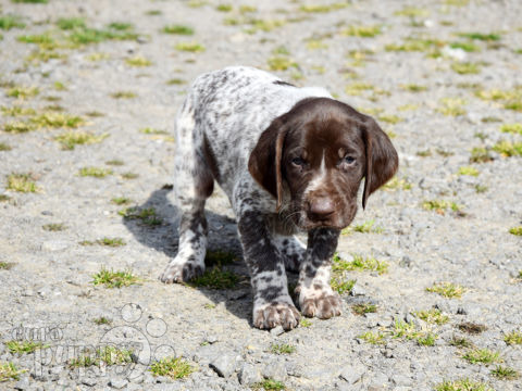 German Pointer puppy