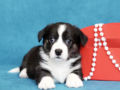 Welsh Corgi puppy