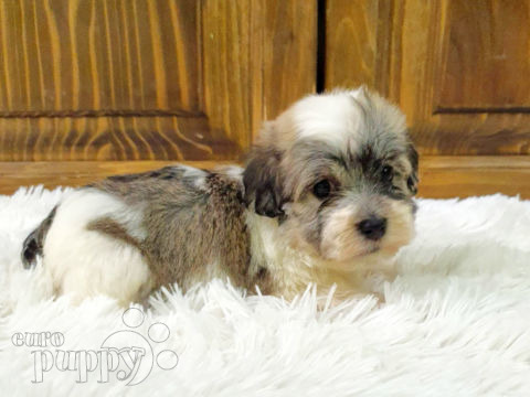 Havanese puppy