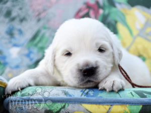 Golden Retriever puppy