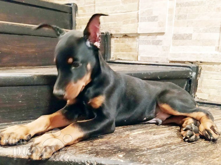 Doberman Pinscher puppy