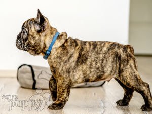 can a dogue brasileiro live in el salvador