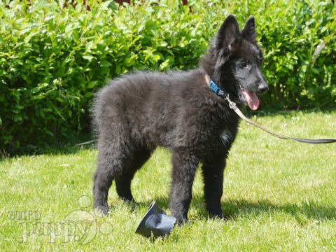 Belgian Sheepdog puppy
