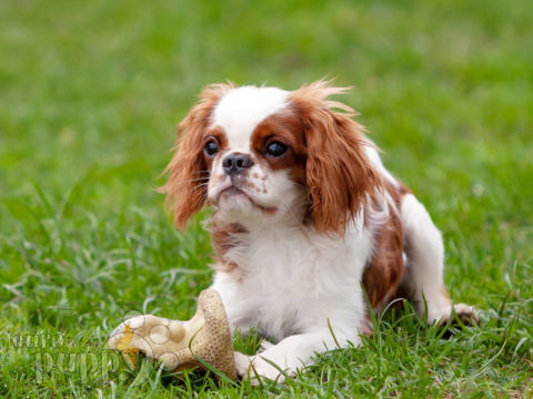 English Toy Spaniel puppy
